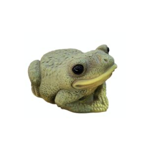 Sapo G Verde
